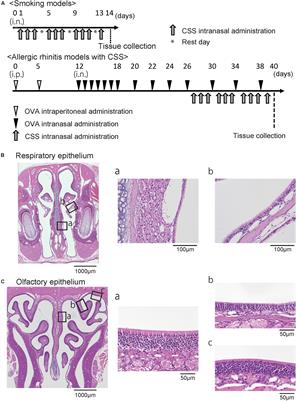 Effects of Cigarette Smoke on the Nasal Respiratory and Olfactory Mucosa in Allergic Rhinitis Mice